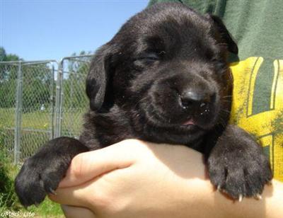 AKC LAB White/Yellow/Chocolate/Black